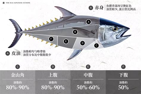 黑條魚|黑鮪魚季在何時？黑鮪魚哪個部位最珍貴？完整黑鮪魚。